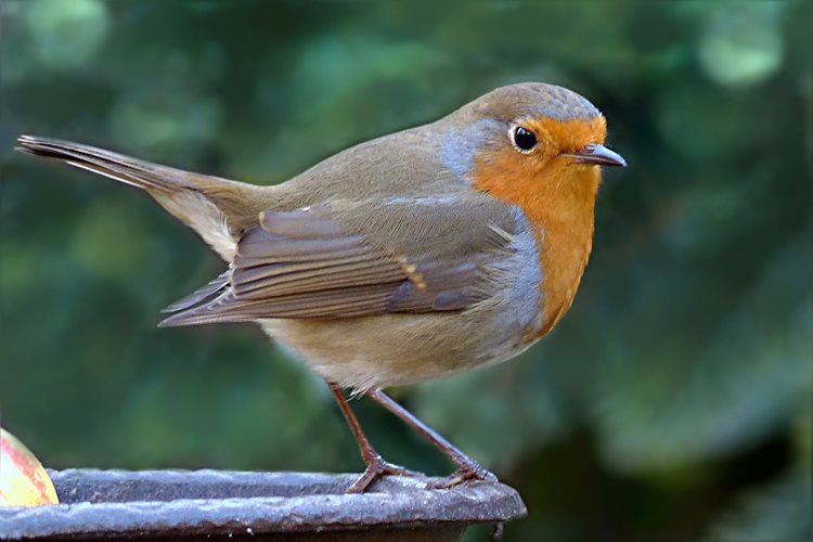 Care UK celebrates the best of British birds